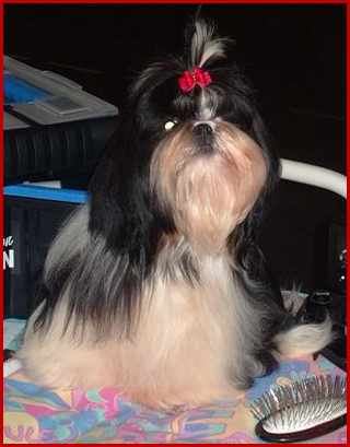 Shih tzu Thiphaine à Lenzburg