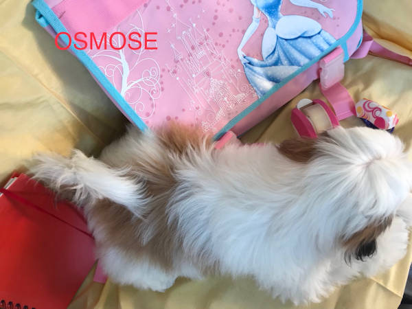 Shih tzu femelle OSMOSE née le 7 mai