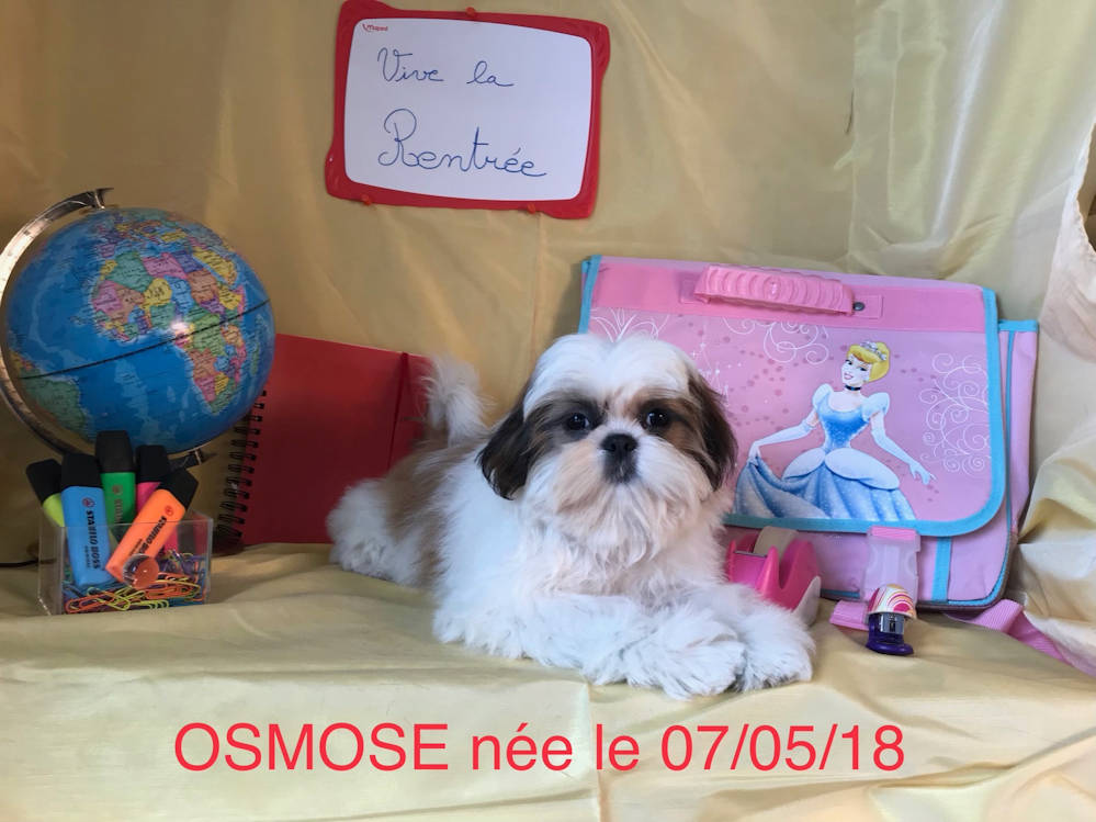 OSMOSE