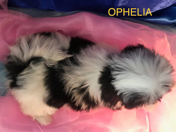 Shih tzu femelle OPHELIA née le 8 avril 2018