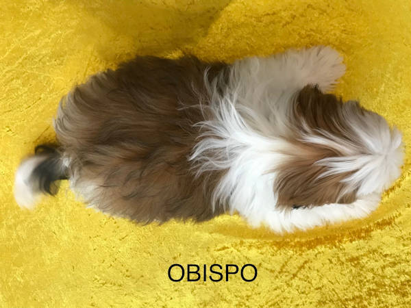 Shih tzu mâle OBISPO né le 1er mai
