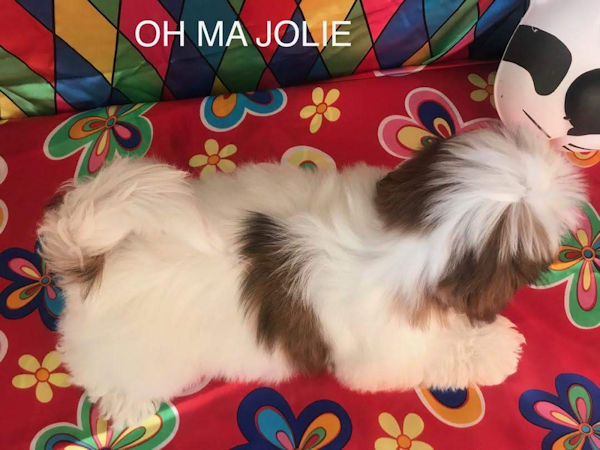 Maman shih tzu OH MA JOLIE