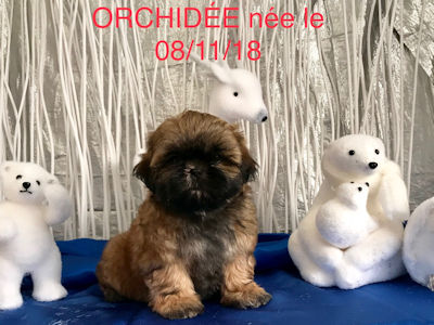 Maman ORCHIDEE