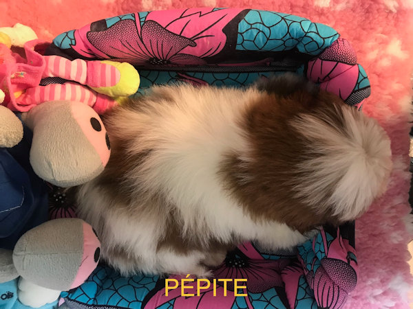 Shih tzu femelle PÉPITE née le 8 juin 2019