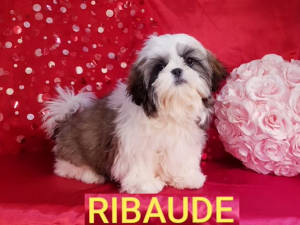 Maman RIBAUDE
