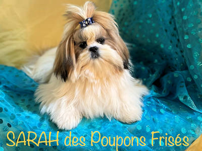 SARAH shih tzu femelle 