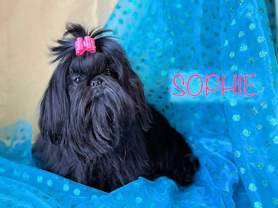 SOPHIE shih tzu femelle