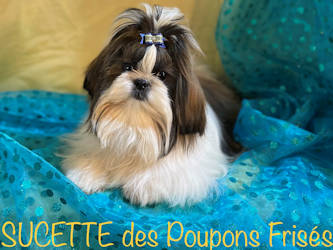 SUCETTE shih tzu femelle