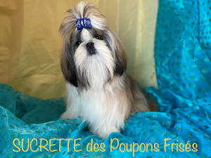 SUCRETTE shih tzu femelle 