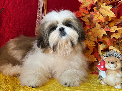 TADEO shih tzu mâle