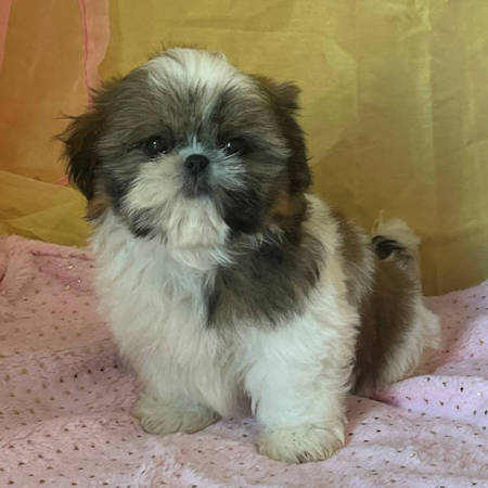 Petite miss dite Nala