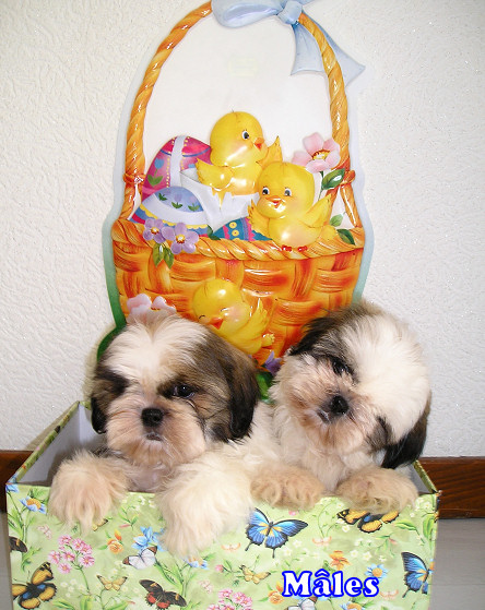 Shih tzu males de TAMSARA Avril 05