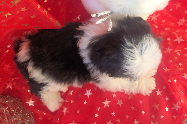 shih tzu mâle MURPHY