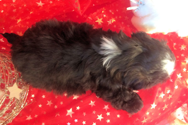 shih tzu mâle MEPHISTO