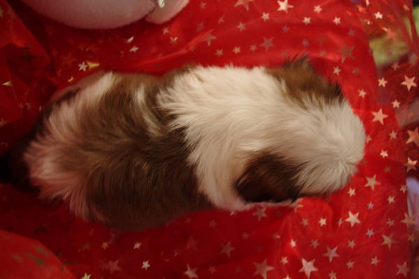 shih tzu mâle MALIBU