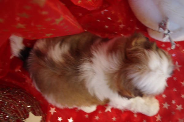 shih tzu mâle MALOU