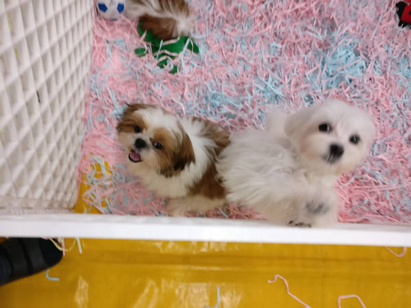 shih tzu et bichon