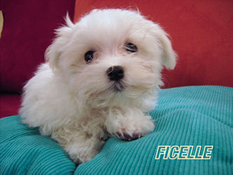 Ficelle