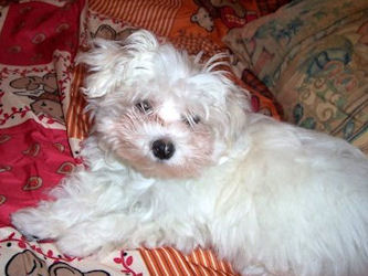 Filou 