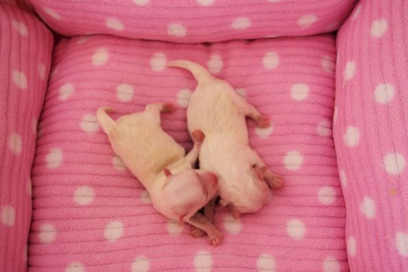 bébés.