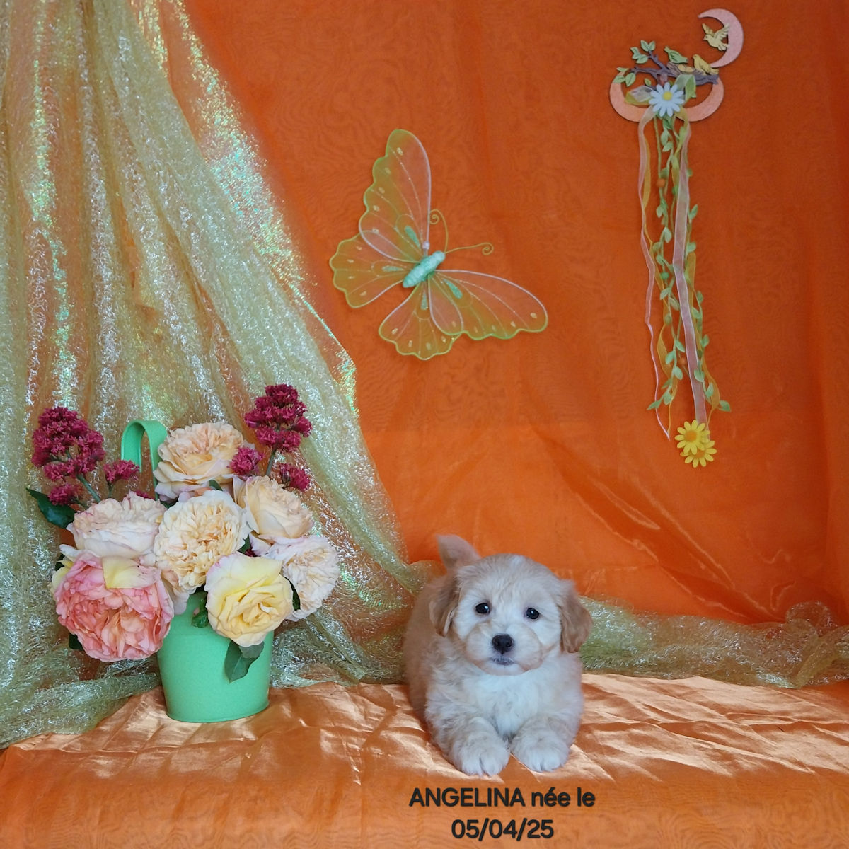bichons havanais femelle ANGELINA