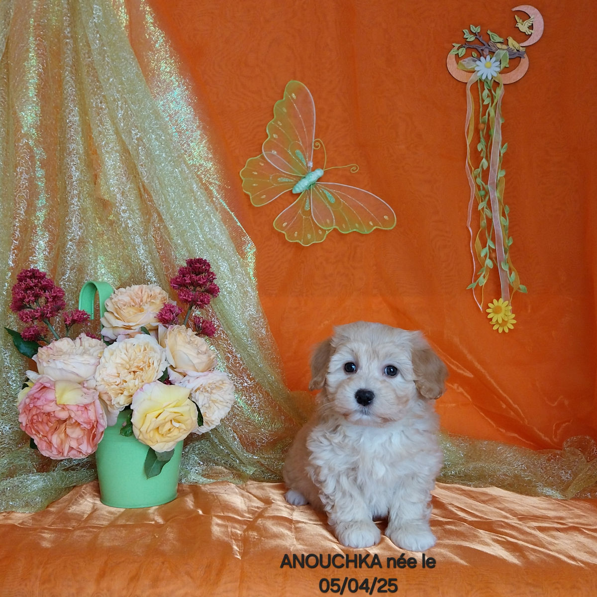 bichon havanais femelle ANOUCHKA