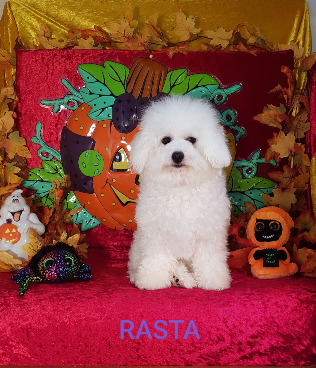 Bichon frisé femelle RASTA