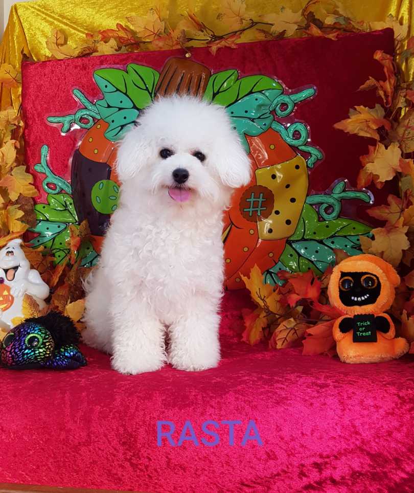 Bichon frisé femelle RASTA