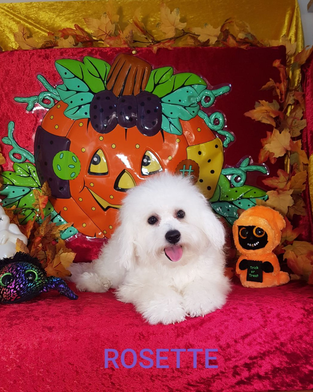 Bichon frisé femelle ROSETTE