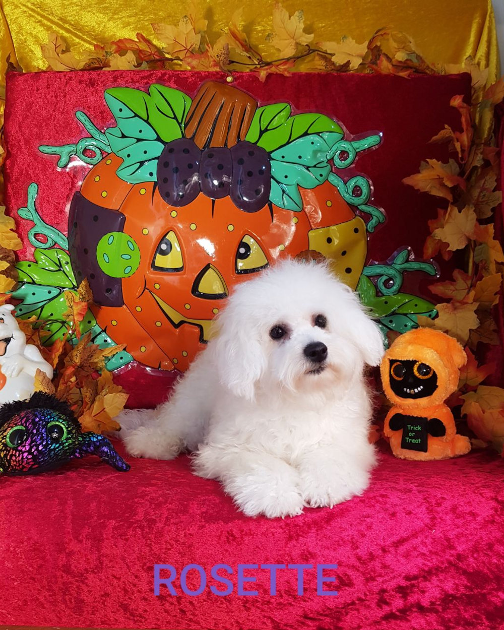 Bichon frisé femelle ROSETTE