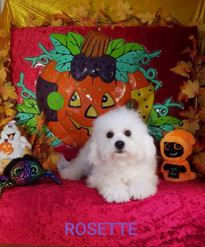 Bichon frisé femelle ROSETTE