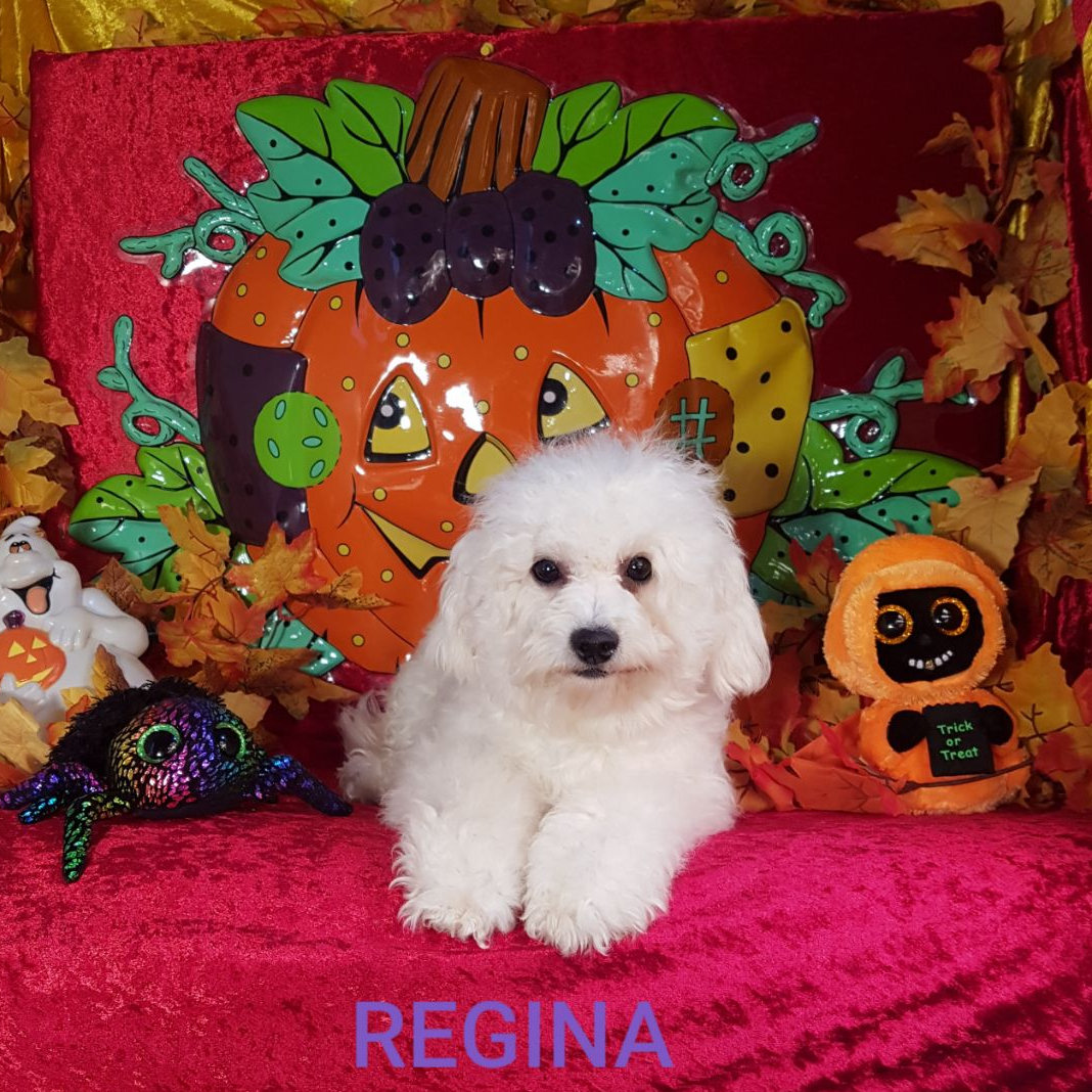 Bichon frisé femelle REGINA