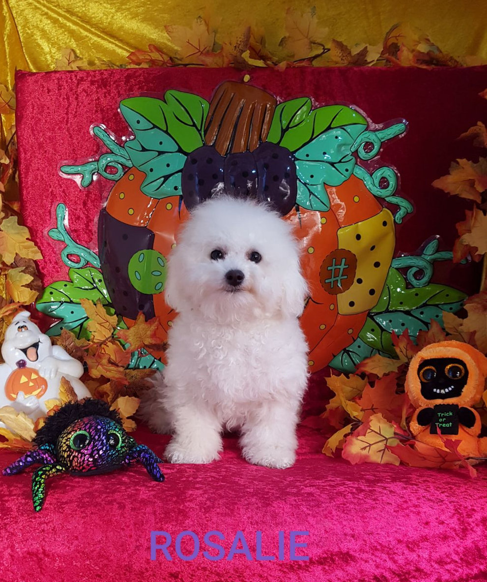 Bichon frisé femelle ROSALIE