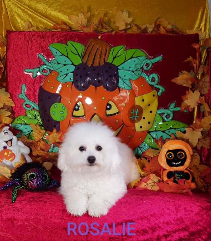Bichon frisé femelle ROSALIE