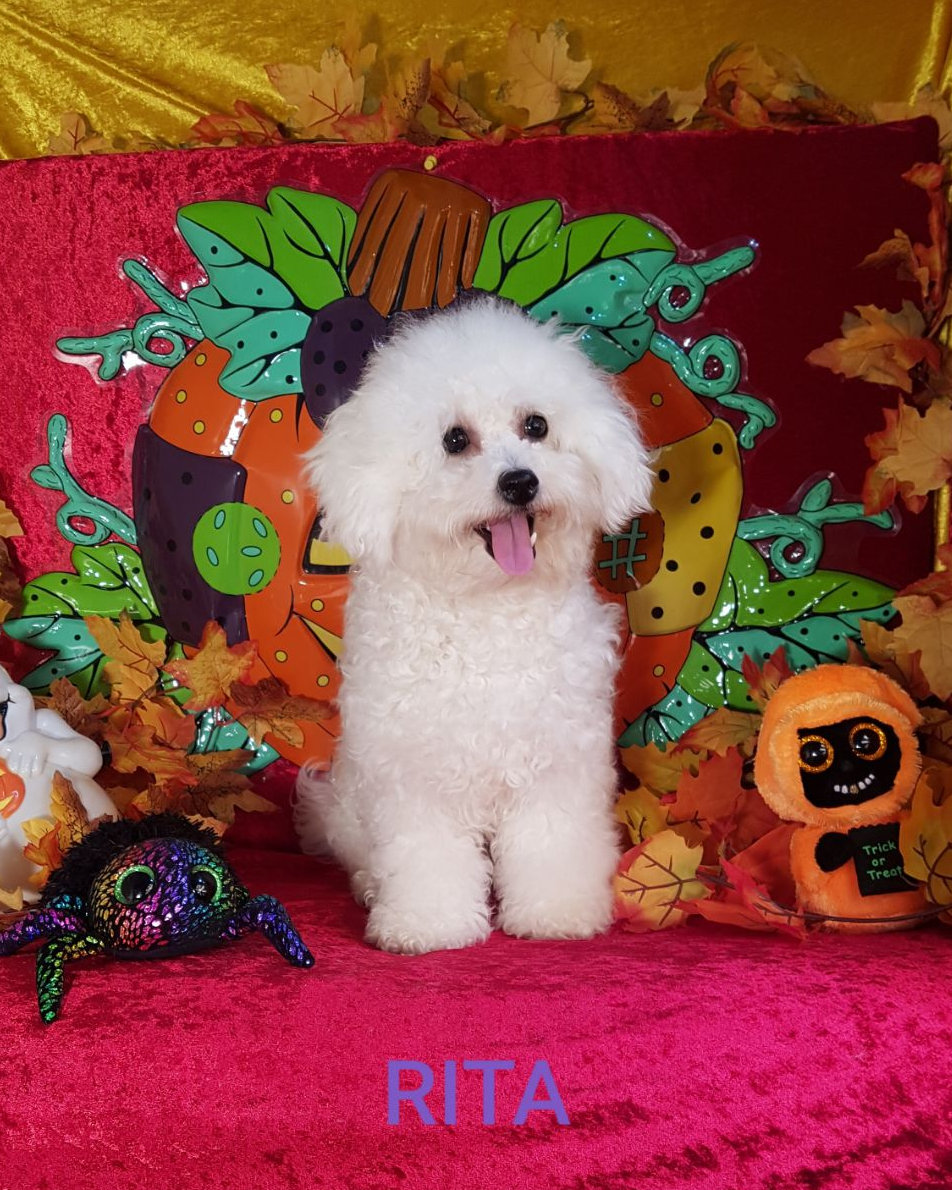 Bichon frisé femelle RITA