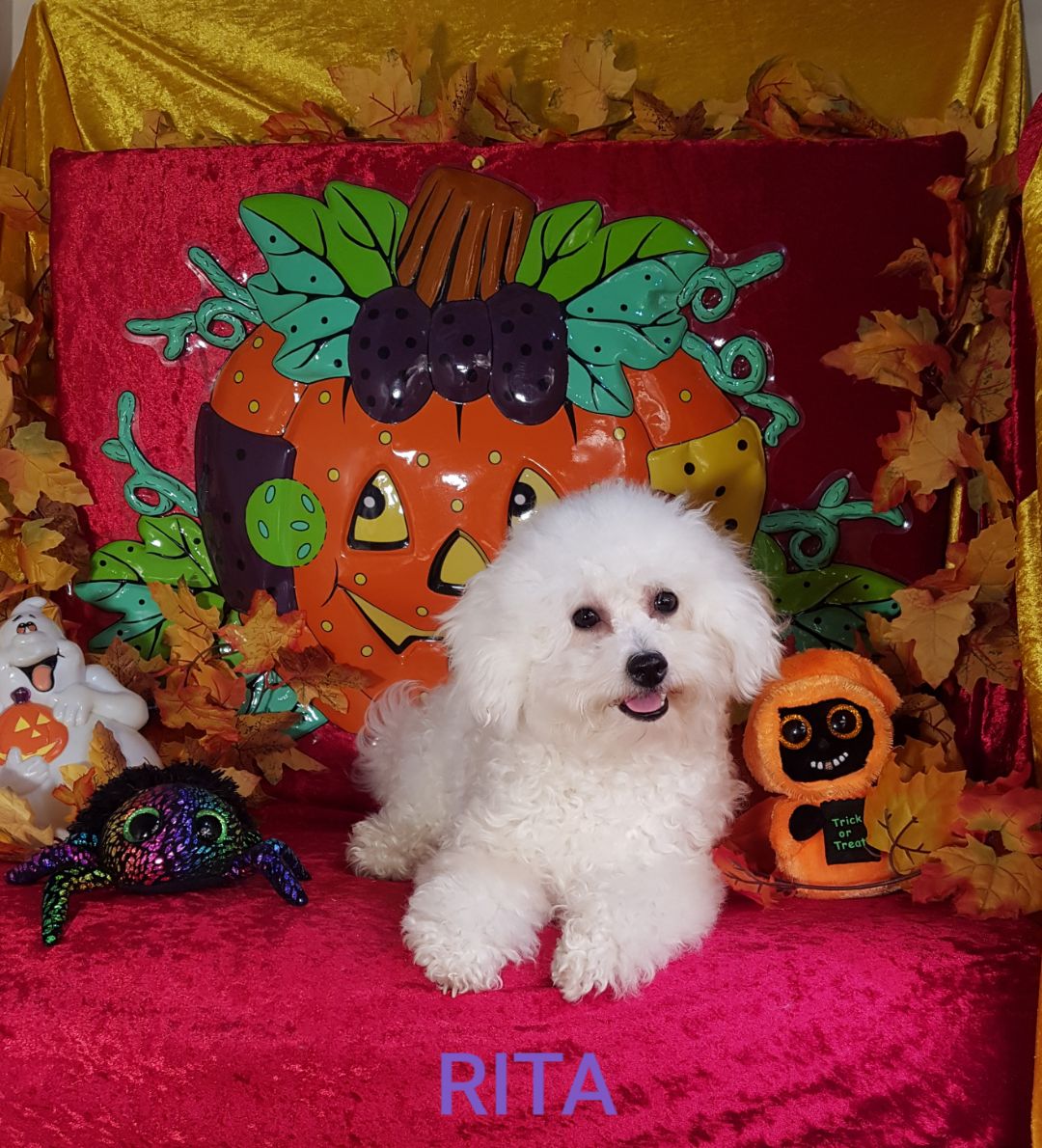 Bichon frisé femelle RITA