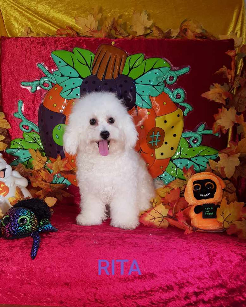 Bichon frisé femelle RITA