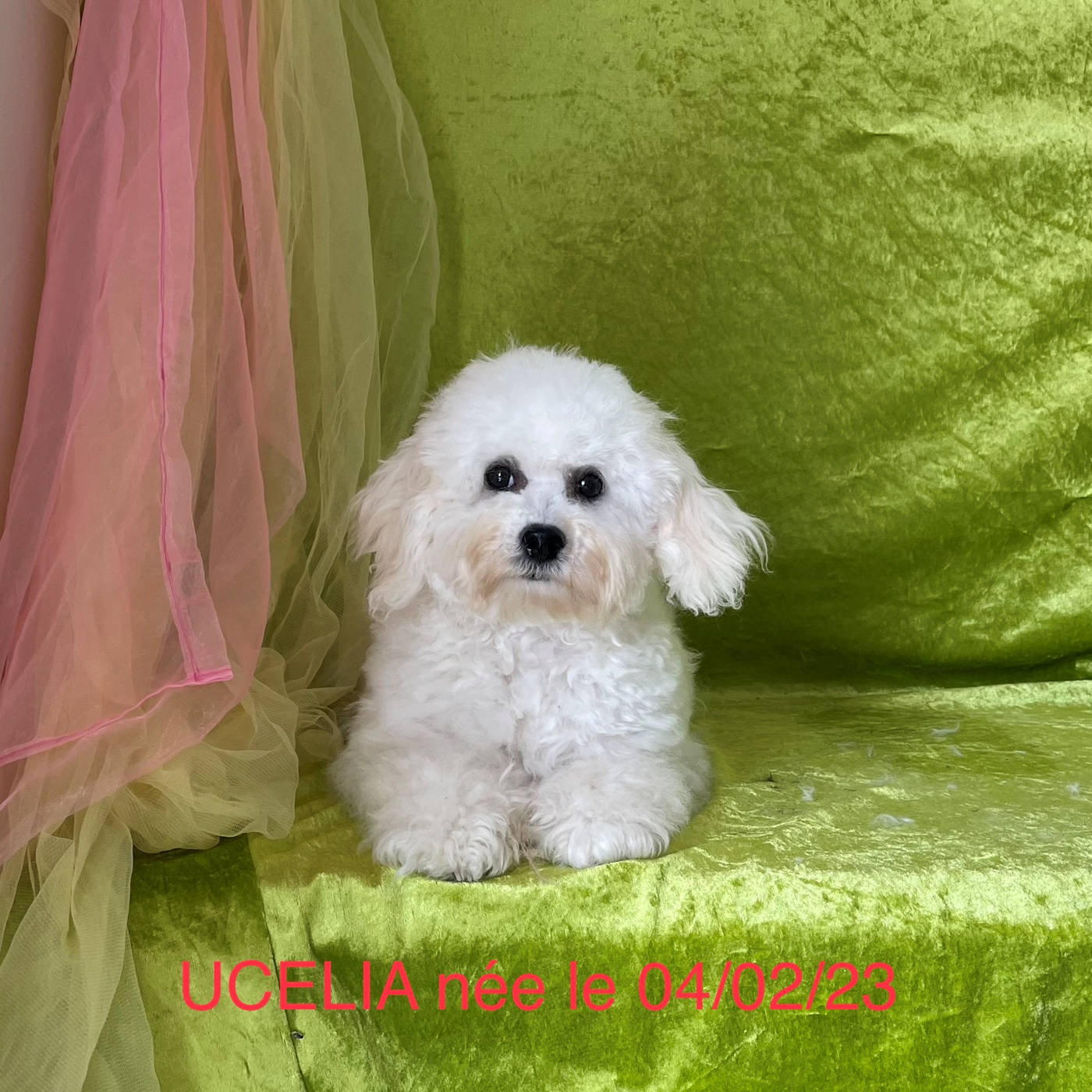 Bichon frisé femelle UCELIA