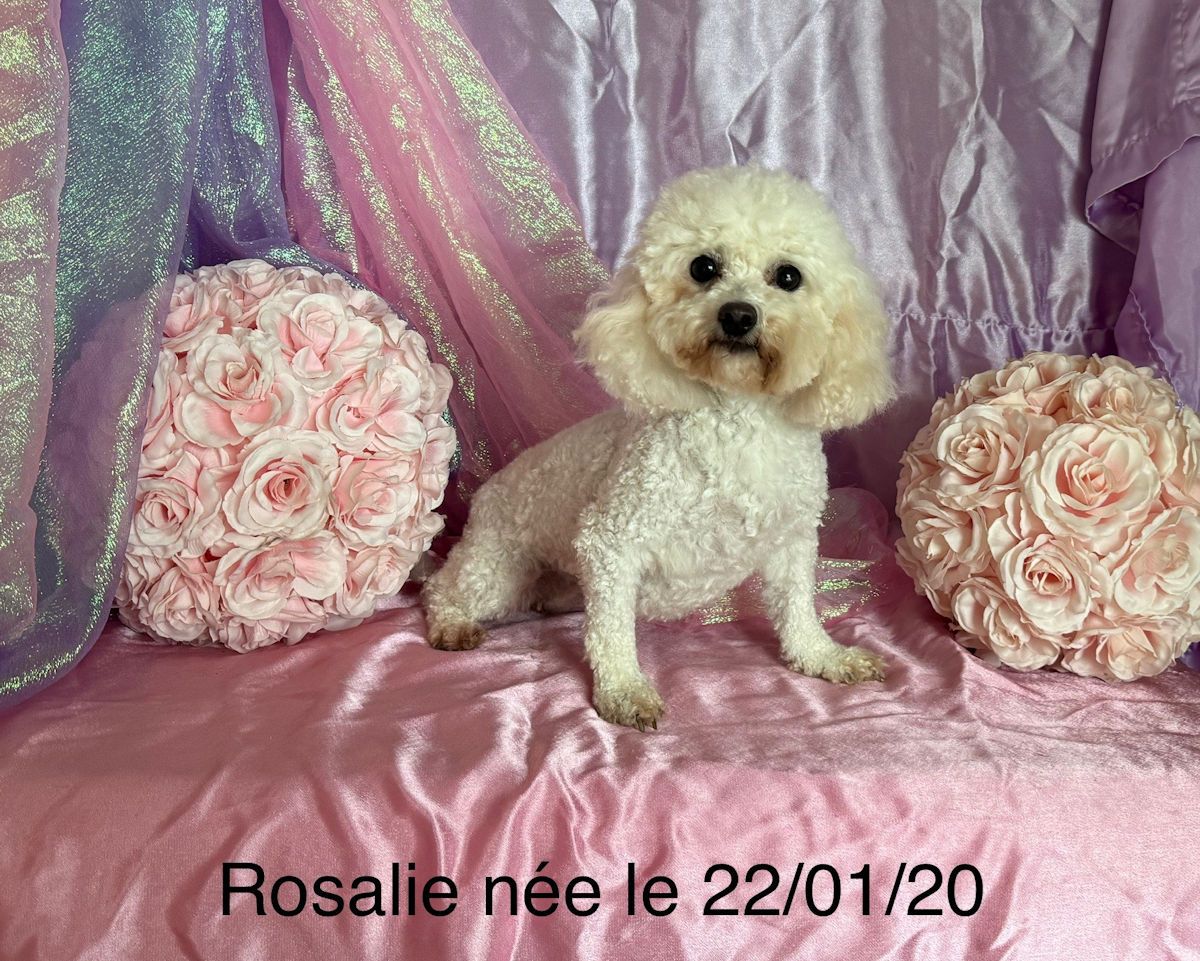 Bichon frisé femelle ROSALIE