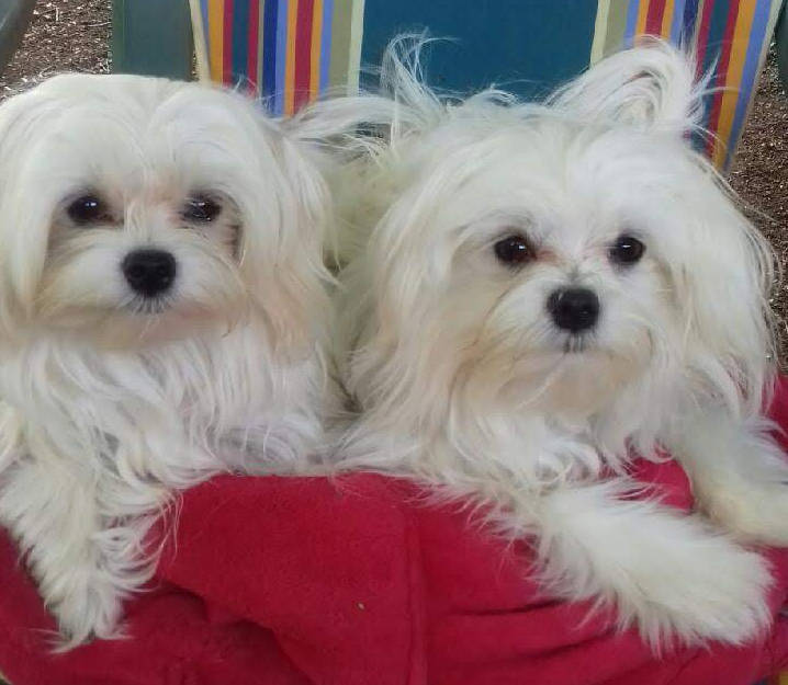 Nimbus et Nipper