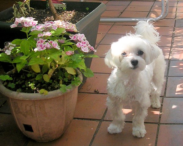 bichon maltais LILI