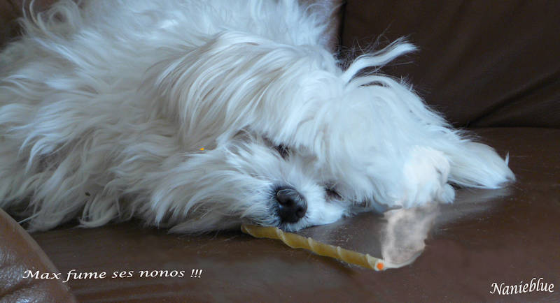 Max fume ses nonos ...