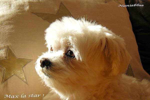 Max la star