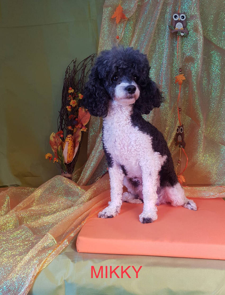 Maman caniche MIKKY