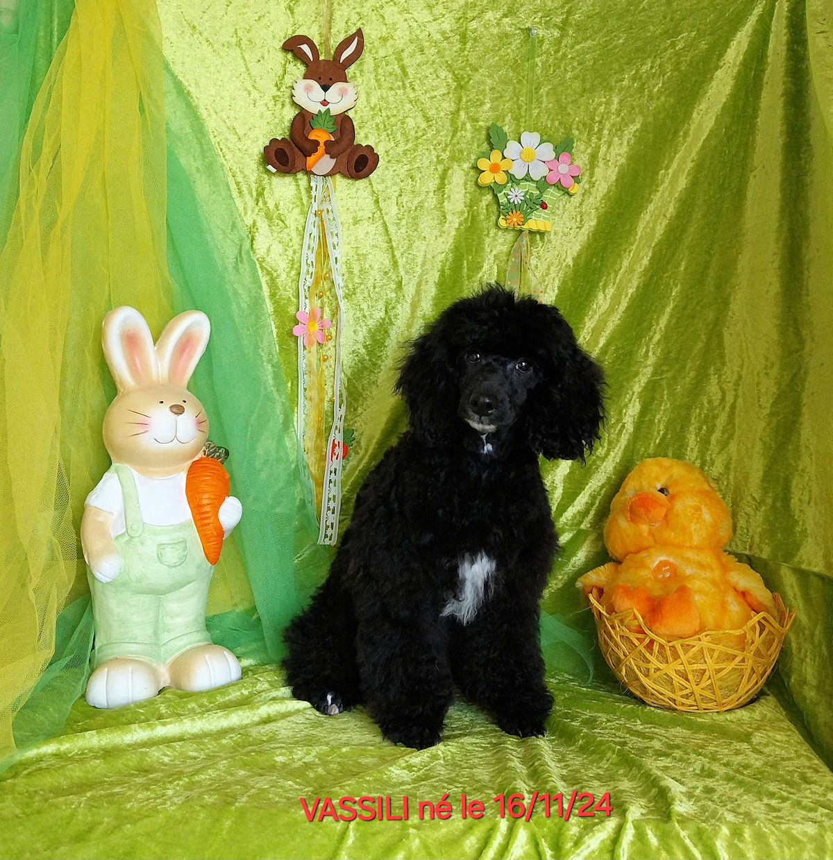 caniche mâle VASSILI