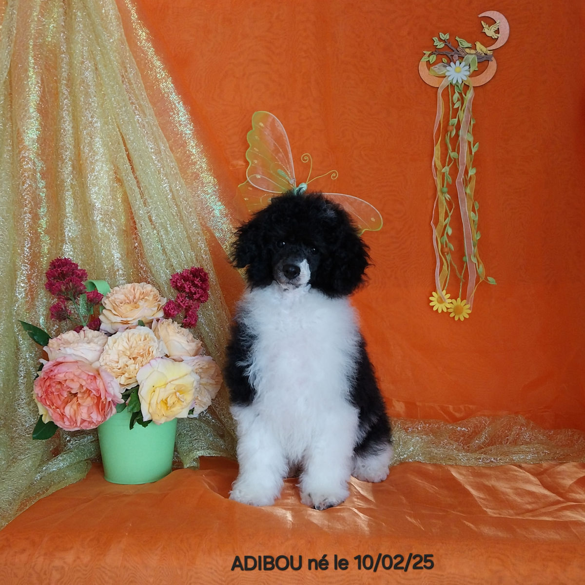 caniche mâle ADIBOU