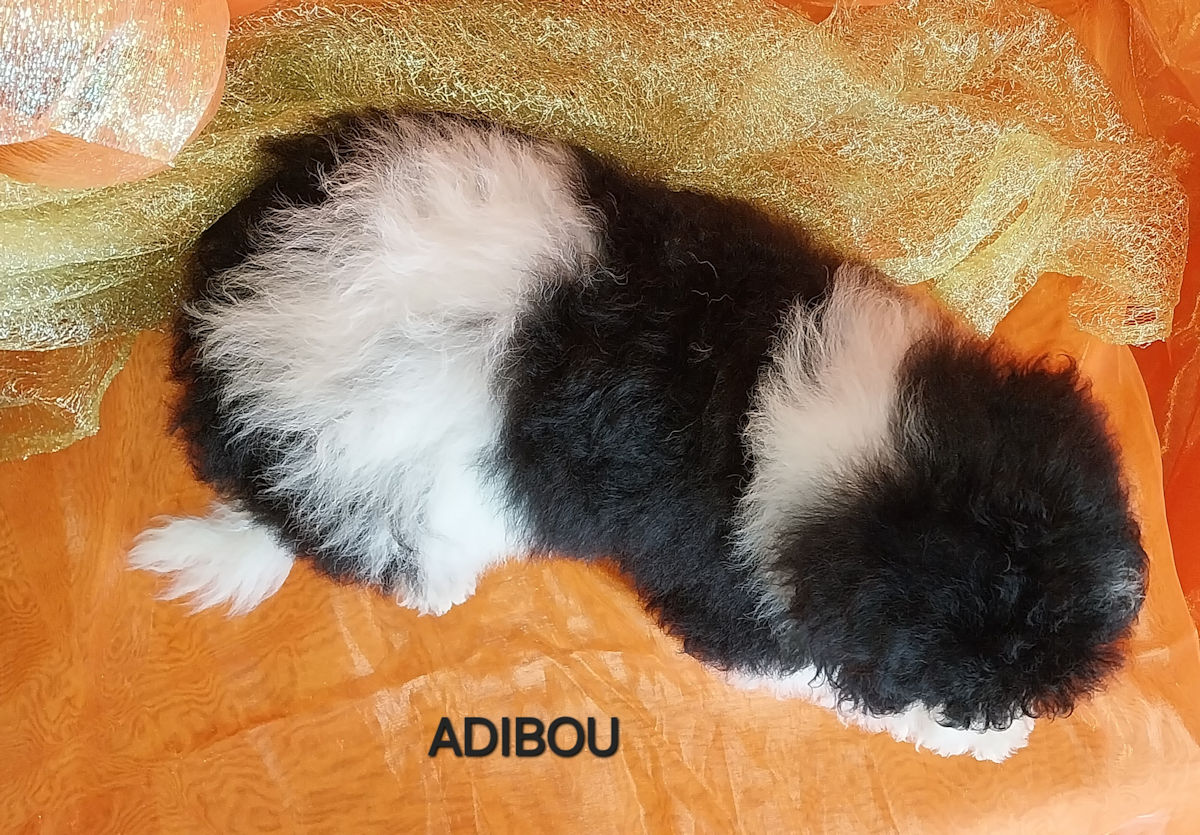 caniche mâle ALADDIN