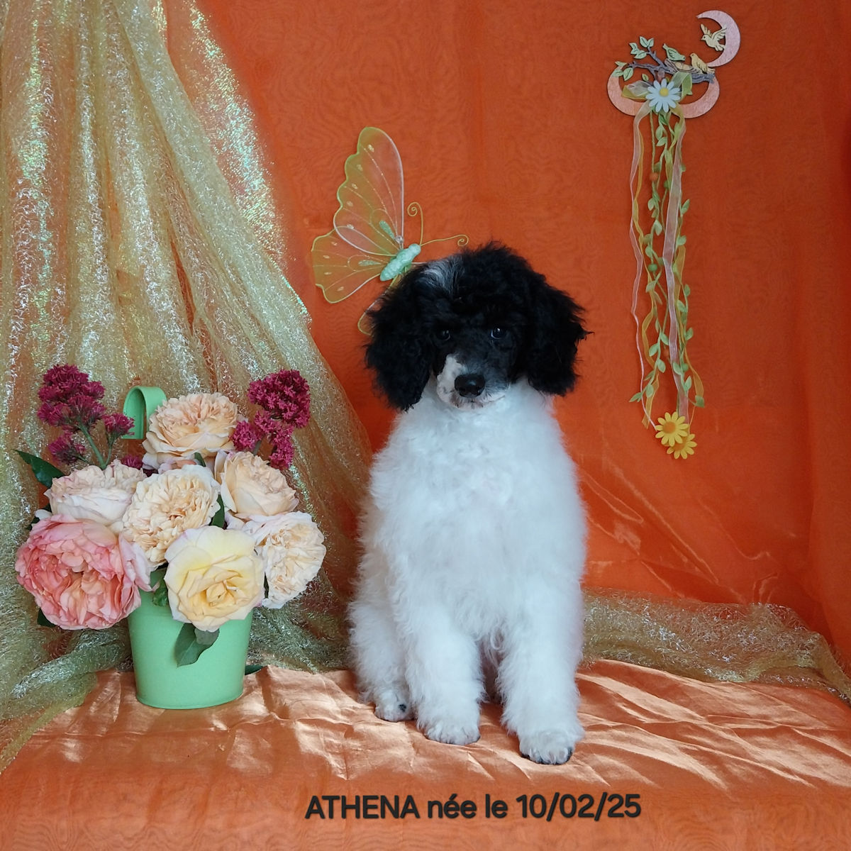caniche femelle ATHENA