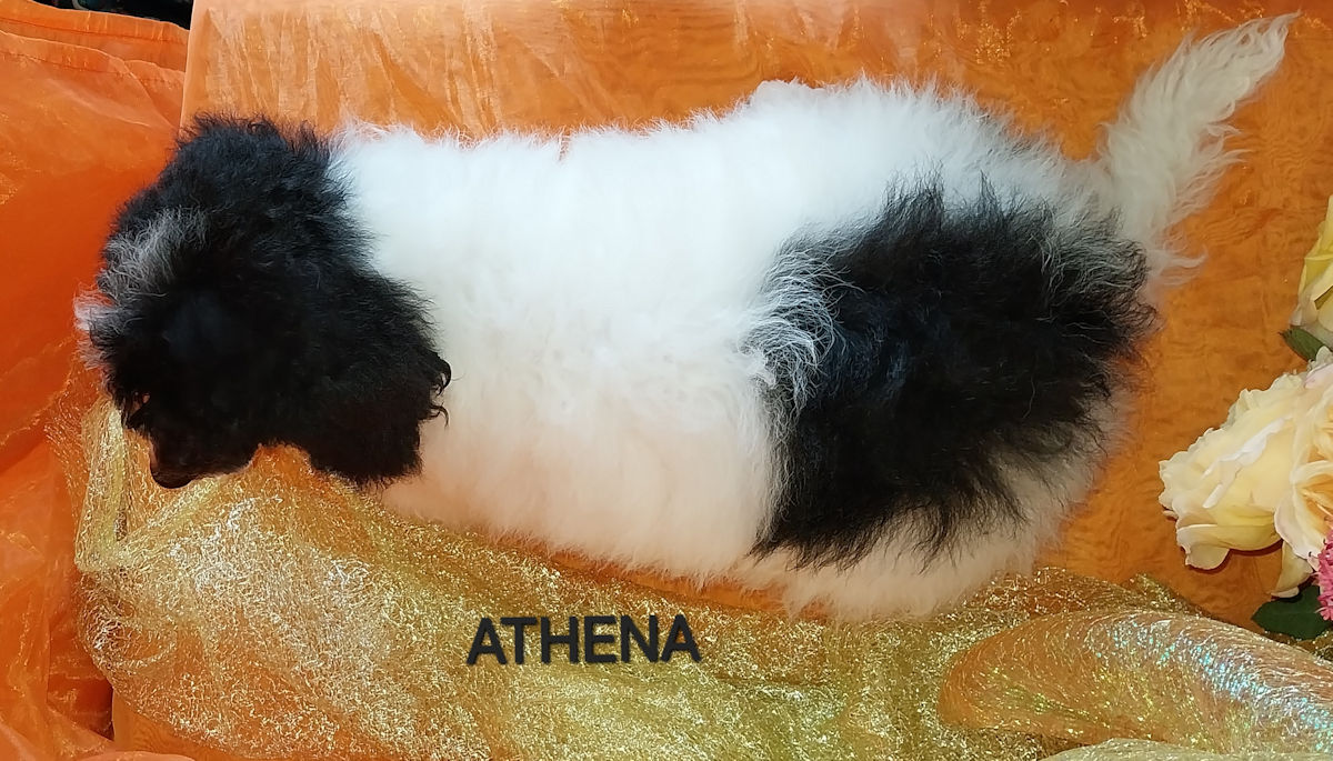 caniche femelle ATHENA