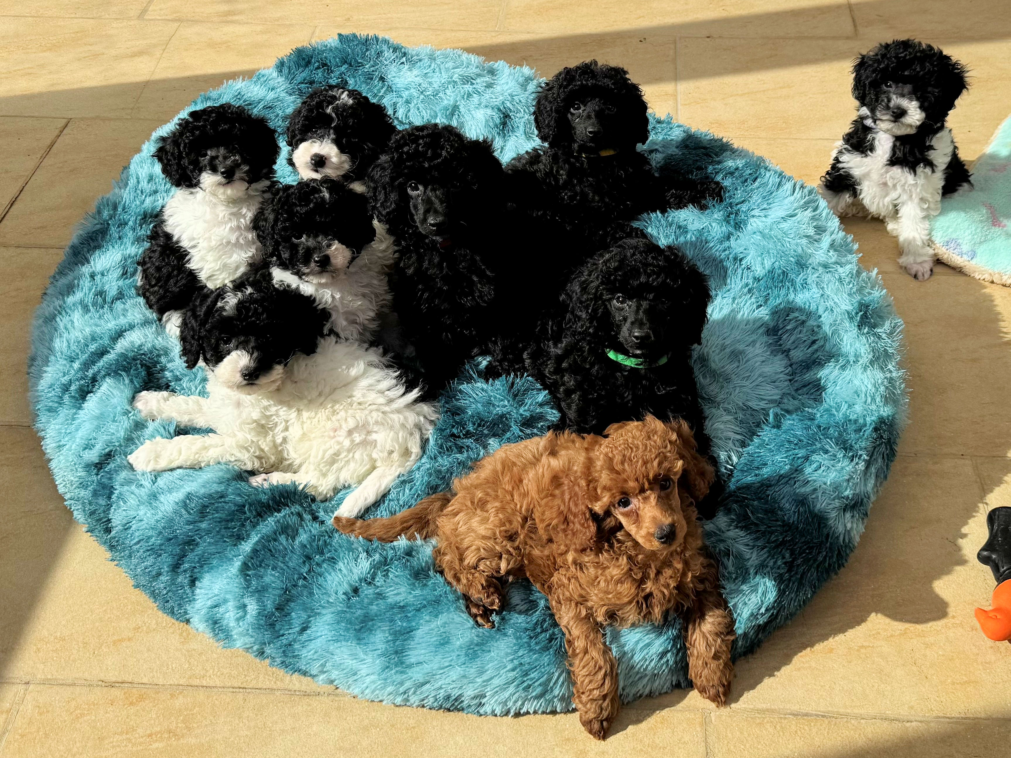 caniche mâle